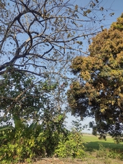 Alouatta arctoidea