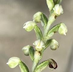 Gomphichis