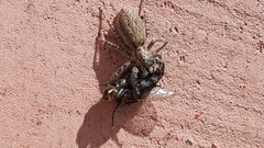 Menemerus taeniatus
