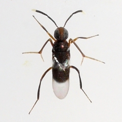 Homalotylus