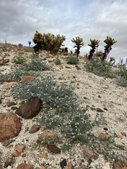 Johnstonella angustifolia