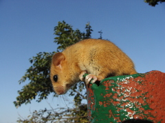 Muscardinus avellanarius