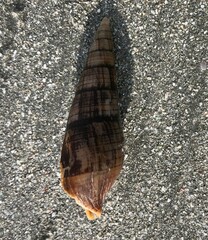 Isara glabra