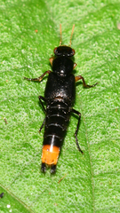 Nordus maculiceps