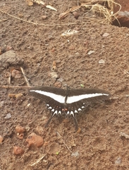 Heraclides hectorides