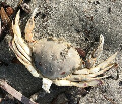 Ovalipes australiensis