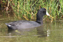 Fulica alai