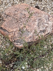 Fagonia laevis