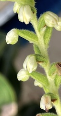 Gomphichis