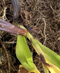 Gomphichis