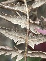 Pteridium feei
