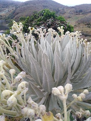 Espeletia