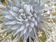 Espeletia