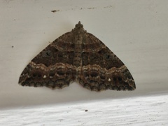 Hydriomena deltoidata