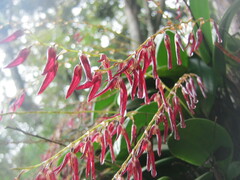 Stelis megachlamys