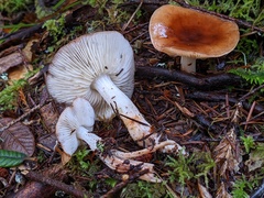 Rhodocollybia oregonensis