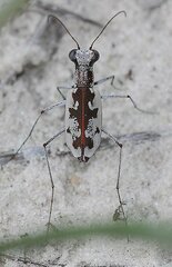 Ellipsoptera hirtilabris
