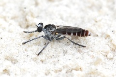 Stichopogon abdominalis