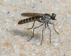 Stichopogon abdominalis