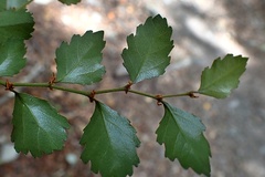 Nothofagus