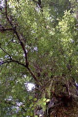 Nothofagus