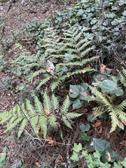 Woodwardia semicordata