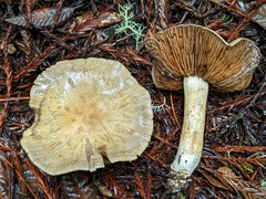 Cortinarius infractus