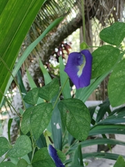 Clitoria ternatea