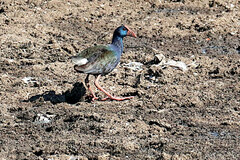 Porphyrio madagascariensis
