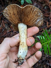 Cortinarius infractus