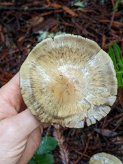 Cortinarius infractus