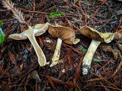 Cortinarius infractus