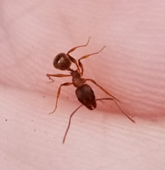 Aphaenogaster fulva