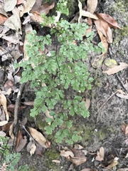 Adiantum andicola