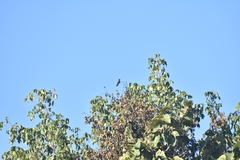 Anthracothorax prevostii