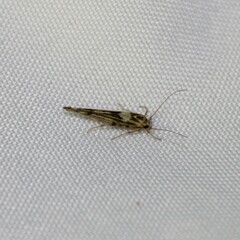 Stathmopoda plumbiflua
