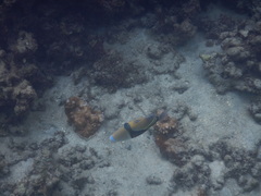 Rhinecanthus rectangulus