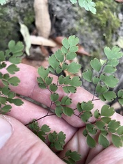 Adiantum andicola