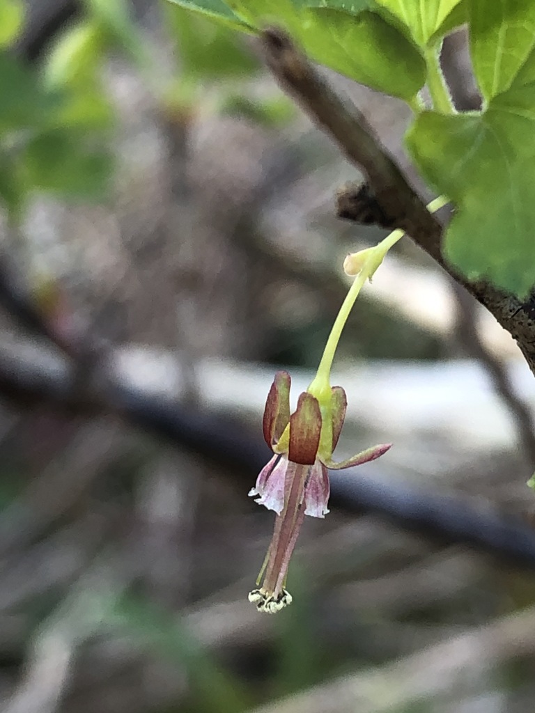 Appalachian Gooseberry