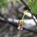 Ribes rotundifolium - Photo (c) smartinbiologist,  זכויות יוצרים חלקיות (CC BY-NC)