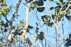 Anthracothorax prevostii