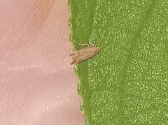 Monochroa quinquepunctella