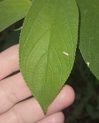 Monochroa quinquepunctella