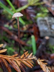 Paragymnopus sequoiae