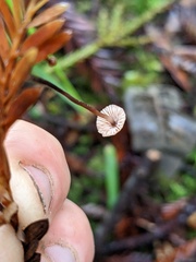 Paragymnopus sequoiae