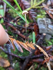 Paragymnopus sequoiae