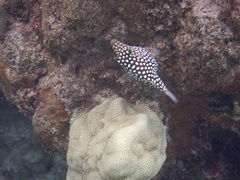 Canthigaster jactator