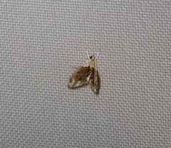 Glaphyriinae