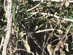 Empidonax