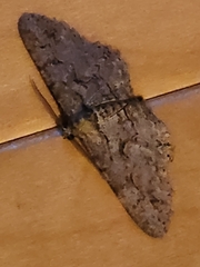 Anavitrinella pampinaria